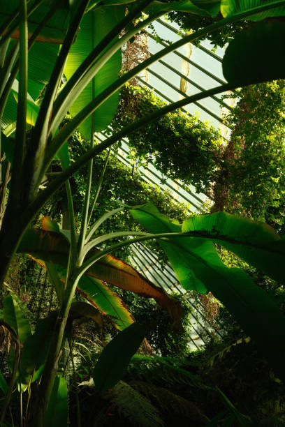istock Sun shines through a greenhouse window onto large trees 2122584794