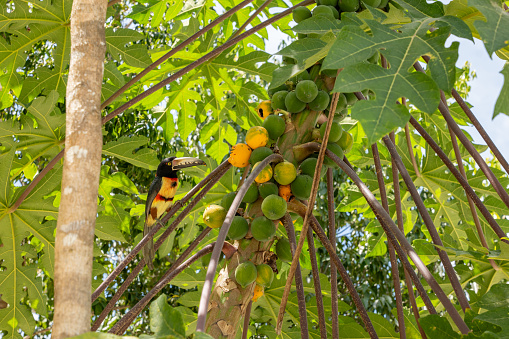 A tropical bird in a lush green foliage perched on a papaya tree