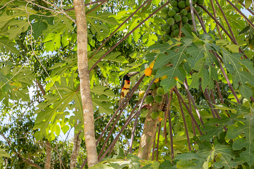 A tropical bird in a lush green foliage perched on a papaya tree