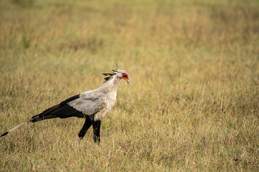 Secretary bird - Sagittarius serpentarius in amboseli