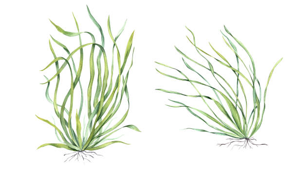 Sea grass. Aquarium plant. Algae, seaweed. Underwater kelp. Green herb. Long leaves. Watercolor illustration isolated on white. Shop design , print, card, book, logo Sea grass. Aquarium plant. Algae, seaweed. Underwater kelp. Green herb. Long leaves. Watercolor illustration for shop design, print, card and logo chlorella stock illustrations