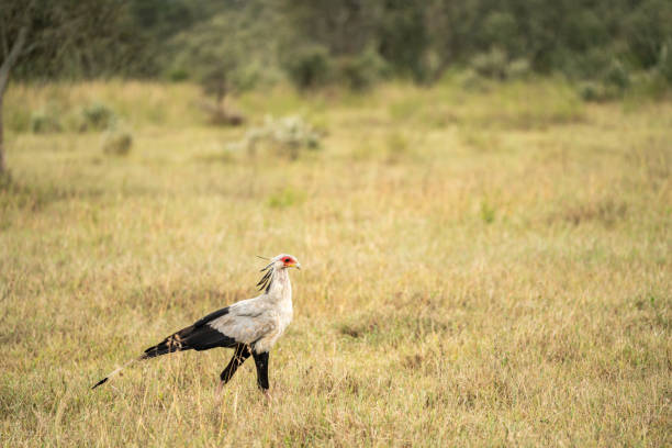 Secretary bird - Sagittarius serpentarius in amboseli