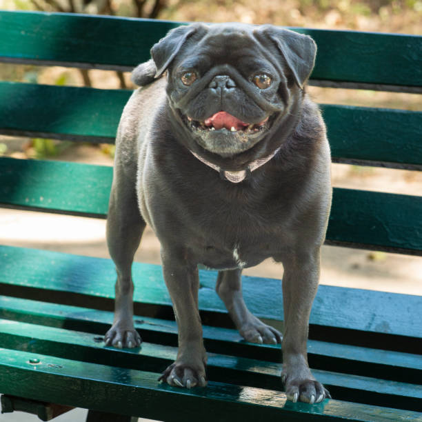 Cute black french bulldog in the park over a green bench.