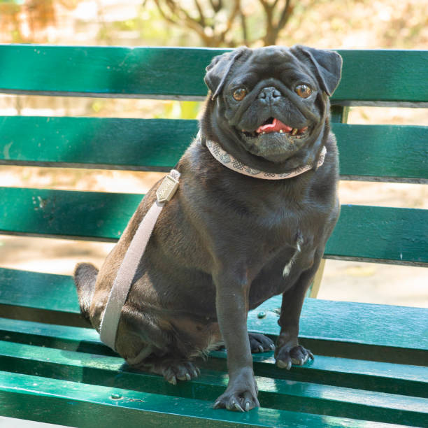 Cute black french bulldog in the park over a green bench.