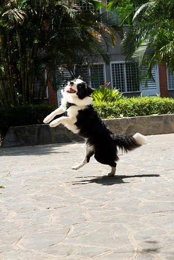 Happy young Border Collie playing in the park
