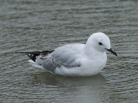 An immature Red-billed Gull (Chroicocephalus novaehollandiae scopulinus) wades in a shallow pool near Auckland, New Zealand. While previously considered as a full species, it is currently classified as a subspecies of the Australian Silver Gull (Chroicocephalus novaehollandiae)