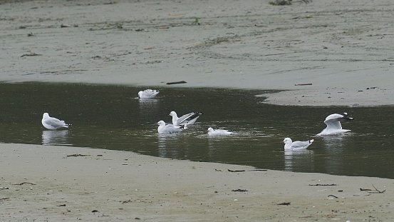 Seven Red-billed Gulls (Chroicocephalus novaehollandiae scopulinus) bathe in a shallow pool near Auckland, New Zealand. While previously considered as a full species, it is currently classified as a subspecies of the Australian Silver Gull (Chroicocephalus novaehollandiae)