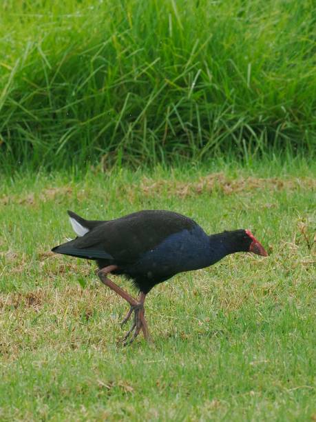 A single, adult Australasian Swamphen (Porphyrio melanotus), called a Pūkeko in the Maori tongue, grazes across a meadow in the North Island of New Zealand.