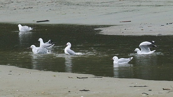 Six Red-billed Gulls (Chroicocephalus novaehollandiae scopulinus) bathe in a shallow pool near Auckland, New Zealand. While previously considered as a full species, it is currently classified as a subspecies of the Australian Silver Gull (Chroicocephalus novaehollandiae)