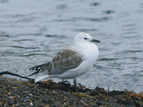 An immature Red-billed Gull (Chroicocephalus novaehollandiae scopulinus) rests on a pebble beach near Auckland, New Zealand. While previously considered as a full species, it is currently classified as a subspecies of the Australian Silver Gull (Chroicocephalus novaehollandiae)