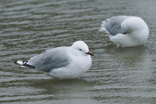 Two adult Red-billed Gulls (Chroicocephalus novaehollandiae scopulinus) rest and preen in a shallow pool near Auckland, New Zealand. While previously considered as a full species, it is currently classified as a subspecies of the Australian Silver Gull (Chroicocephalus novaehollandiae)