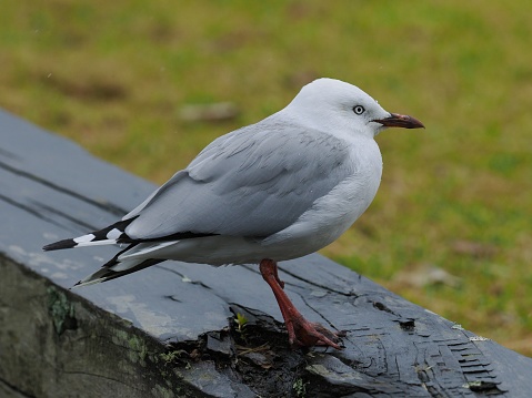 An immature Red-billed Gull (Chroicocephalus novaehollandiae scopulinus) perches on a post in a town park in Auckland, New Zealand. While previously considered as a full species, it is currently classified as a subspecies of the Australian Silver Gull (Chroicocephalus novaehollandiae)