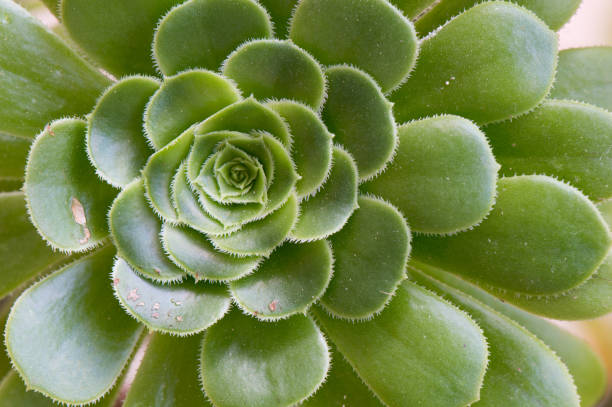 istock Rosette of leaves 2122667263