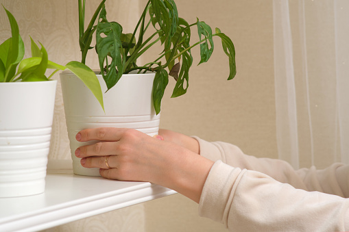 A woman's hand puts a pot with a houseplant on a closet shelf, close-up