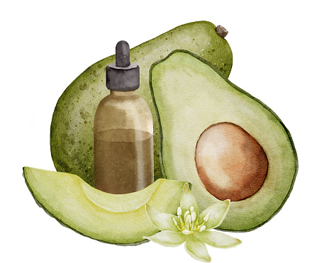 Avocado essential oil watercolor illustration. Hand drawn drawing of tropical fruit and glass bottle with dropper for health care and aromatherapy. Slices of green vegetable and flower for spa.