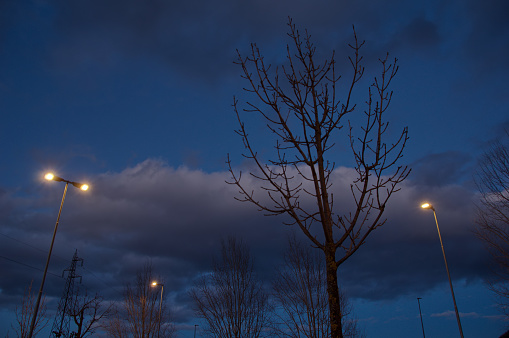 view of bare tree and lit street lamps against the twilight sky