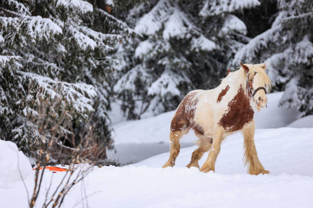 lonely Clydesdale horse walking in snow covered pasture on winter day