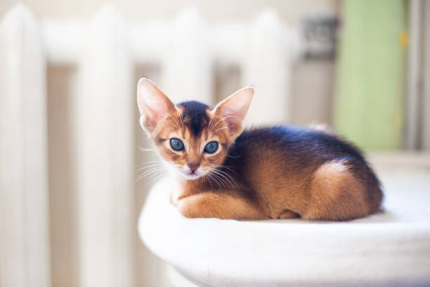 istock Abyssinian ruddy cat lying on bed near radiator. 2122717610