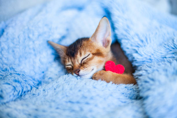 istock Little red kitten sleeping on blue plush blanket hugging red heart. 2122717614