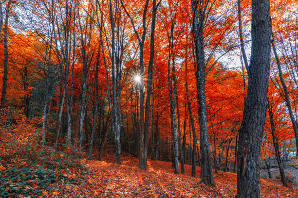 Journey Through Autumn's Enchanted Forest