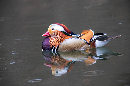 A closeup of a Mandarin duck in a pond