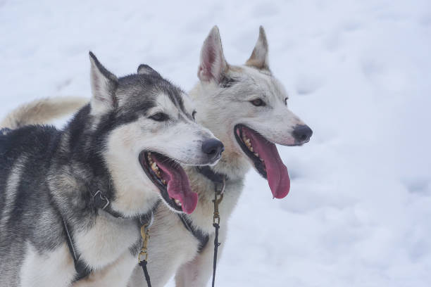 istock Husky dog ready for a ride, Pyrenees, France 2122746330