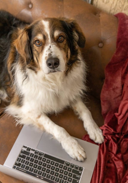 istock Dog on couch with paw on laptop 2122748517
