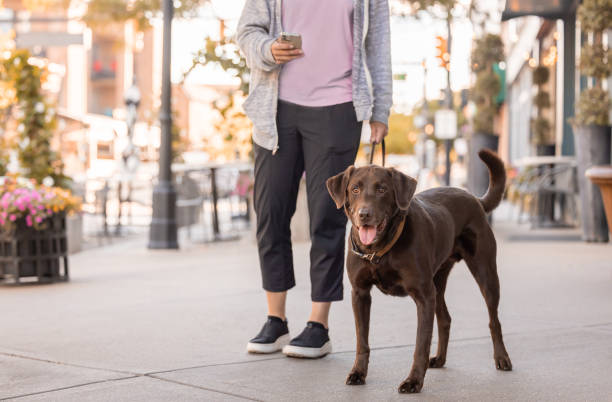 Happy dog being walked in an urban setting