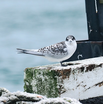A single, juvenile White-fronted Tern (Sterna striata), called a ‘Tara’ in the Maori tongue, perches on the structure of a waterside commercial dock in Auckland, North Island, New Zealand