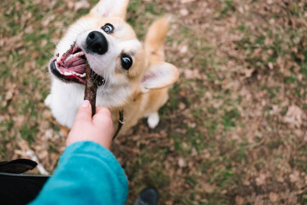 istock dog owner play with a stick 2122769022