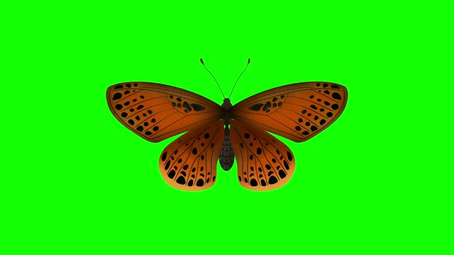 Beautiful Blue Butterfly Flying isolate, Seamless 3d Animation with Green Screen
