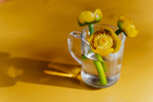 yellow water lily, a perennial aquatic plant, a bouquet of flowers of yellow water lilies in a glass on a tabl