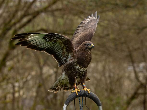 Male North American Buzzard Trying To Fly.