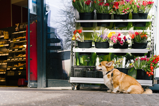 corgi sit and wait outdoors