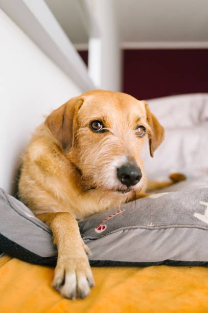 istock Portrait of a mixed breed dog 2122783588