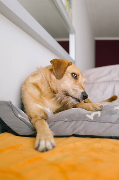 istock Portrait of a mixed breed dog 2122784654