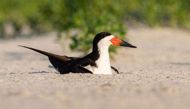 istock A Black Skimmer on a Beach 2122785224