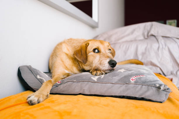 istock Portrait of a mixed breed dog 2122786887