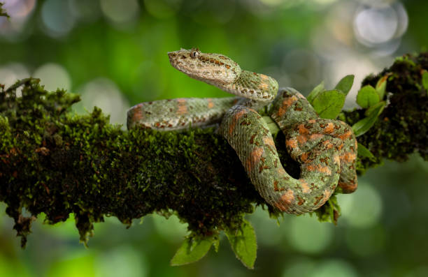 istock Eyelash Viper in Costa Rica 2122787956