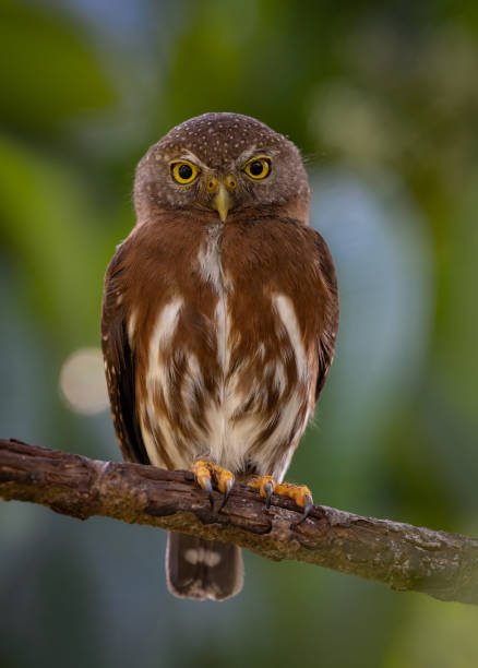 istock A Pygmy Owl in Costa Rica 2122788471