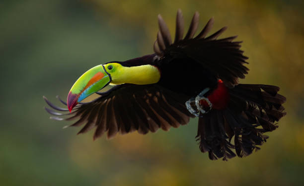 istock Toucan in Costa Rica 2122788474