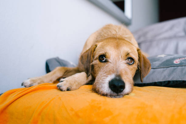 istock Portrait of a mixed-breed dog 2122788476