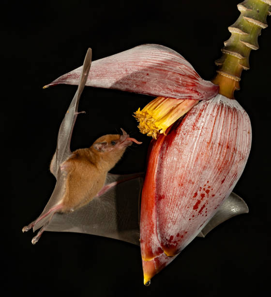 istock A Bat in Costa Rica 2122788497