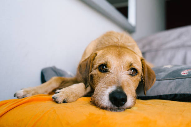 istock Portrait of a mixed-breed dog 2122788499