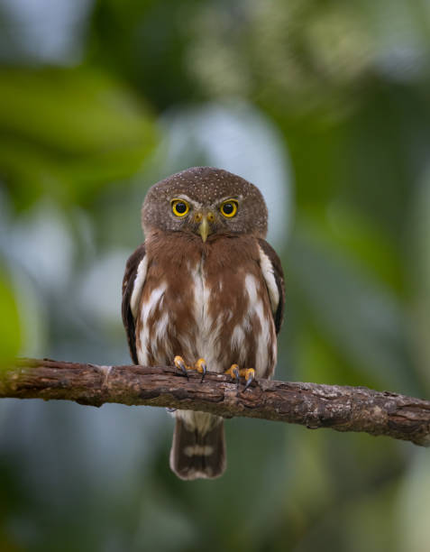 istock A Pygmy Owl in Costa Rica 2122789010