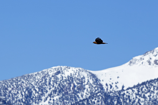 Swainson's Hawk (Buteo swainsoni) flying through the Lost River Mountains of Idaho.