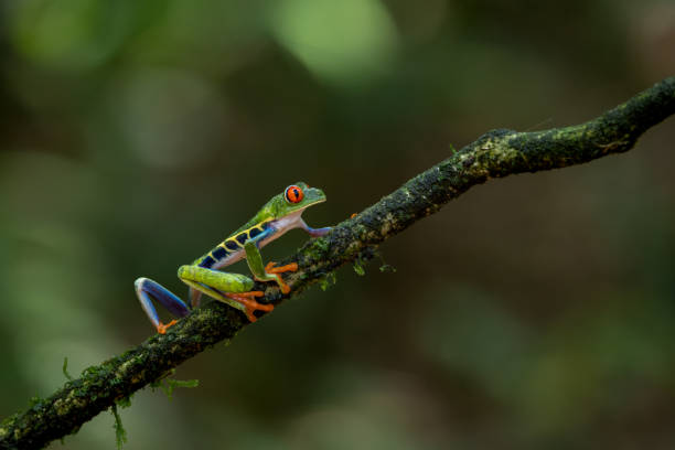 istock Red-eyed Tree Frog in Costa Rica 2122789581