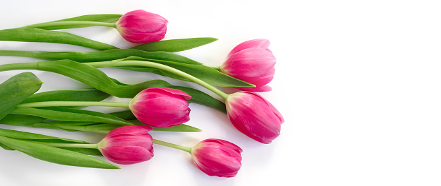 Pink and purple tulips with majestic purple background