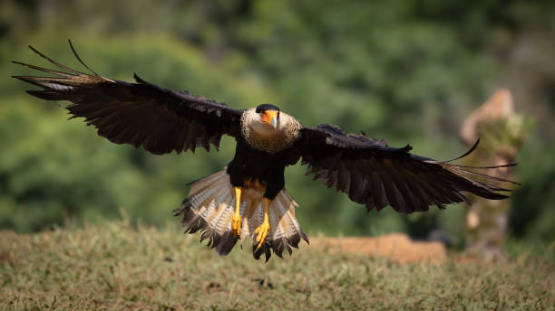 istock Crested Caracara in Florida 2122798154