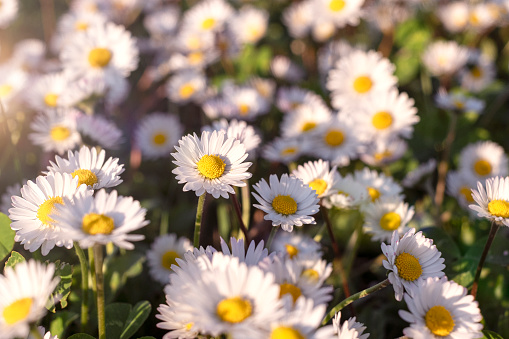 Chamomile flower field. Close up daisy in the nature. Flowers in sun light.